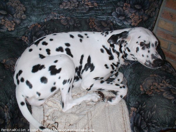 Photo de Dalmatien