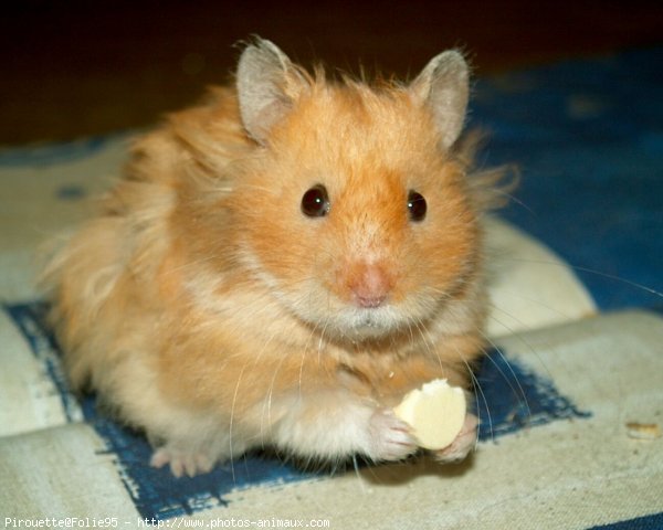 Photo de Hamster