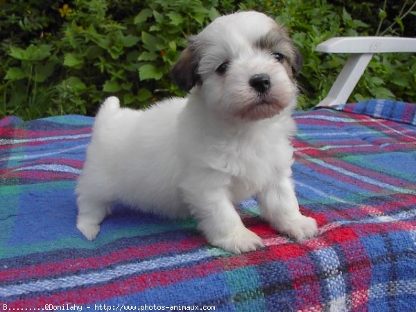 Photo de Coton de tulear