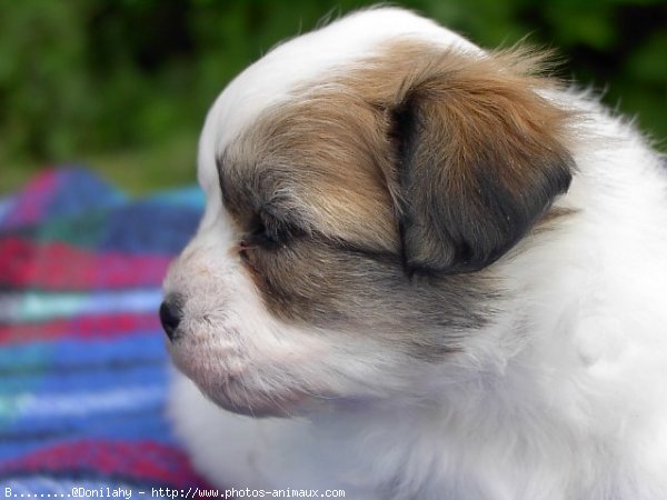 Photo de Coton de tulear