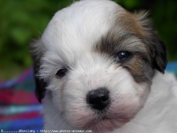 Photo de Coton de tulear