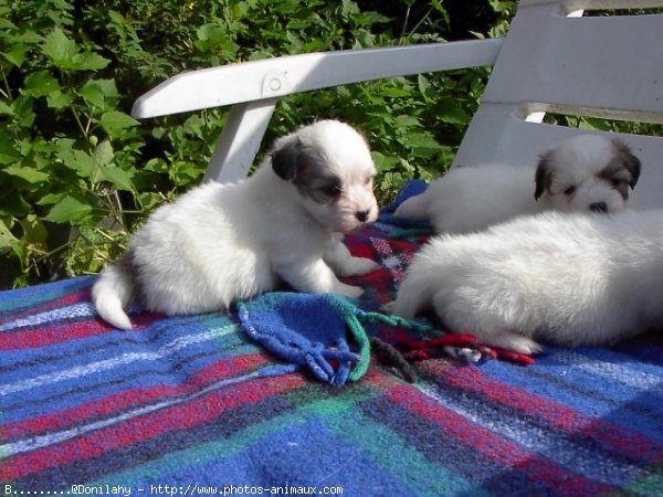 Photo de Coton de tulear