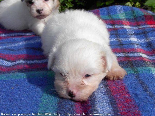 Photo de Coton de tulear