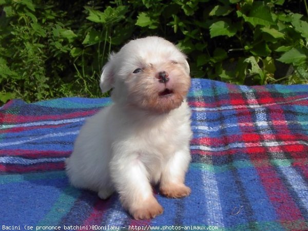 Photo de Coton de tulear