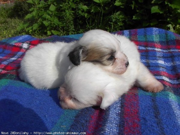 Photo de Coton de tulear