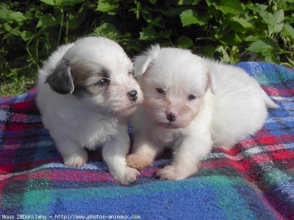 Photo de Coton de tulear