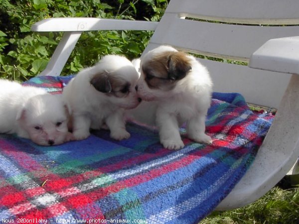 Photo de Coton de tulear