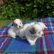 Photo de Coton de tulear