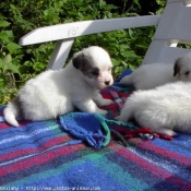 Photo de Coton de tulear