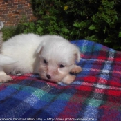 Photo de Coton de tulear