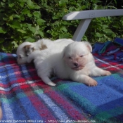 Photo de Coton de tulear