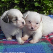 Photo de Coton de tulear