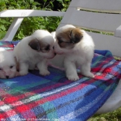 Photo de Coton de tulear