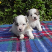 Photo de Coton de tulear