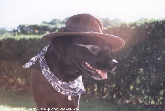 Photo de Labrador retriever