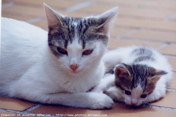 Photo de Chat domestique