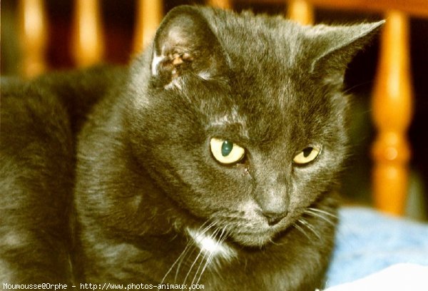 Photo de Chartreux