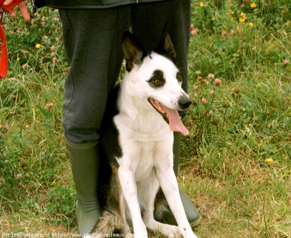 Photo de Border collie