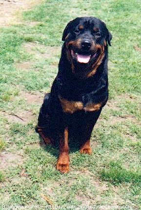 Photo de Rottweiler