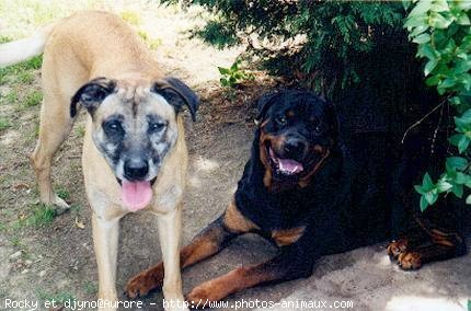 Photo de Rottweiler