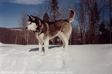 Photo de Husky siberien