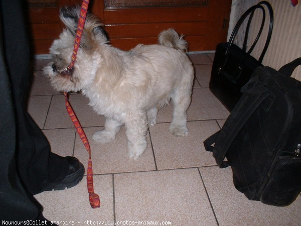 Photo de Lhassa apso