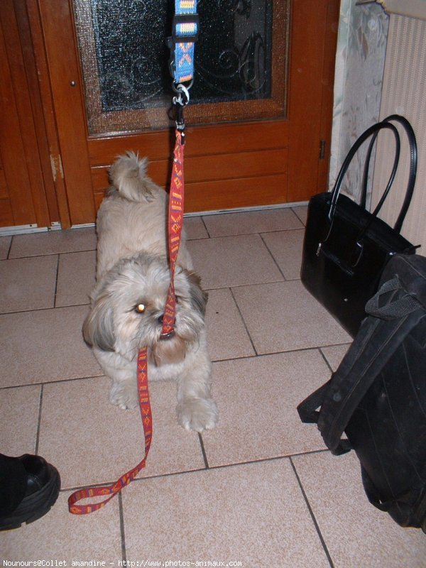 Photo de Lhassa apso