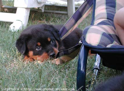 Photo de Rottweiler