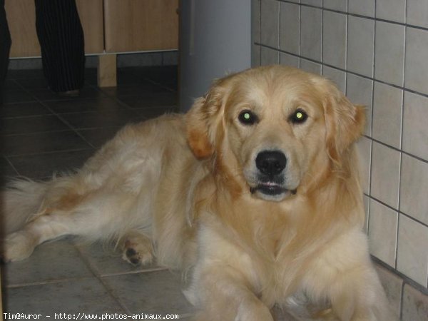 Photo de Golden retriever