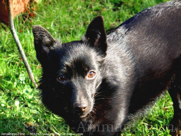 Photo de Schipperke