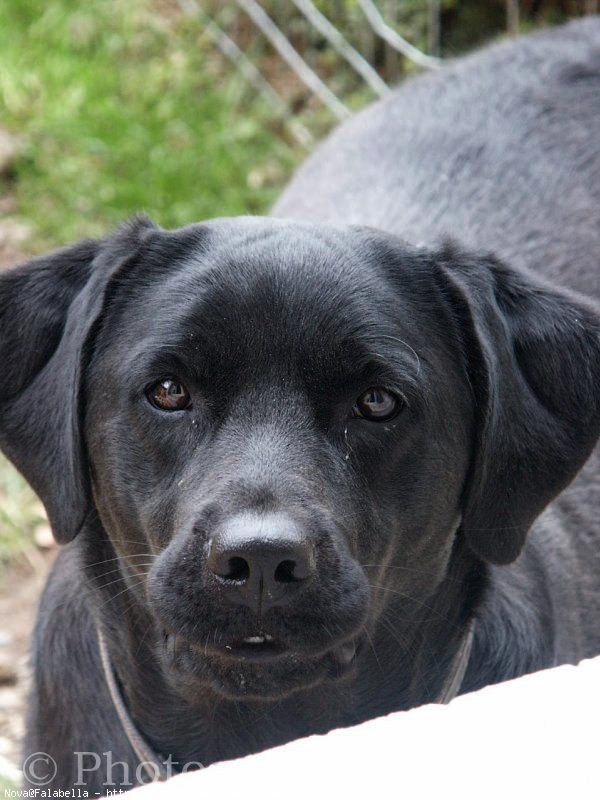 Photo de Labrador retriever