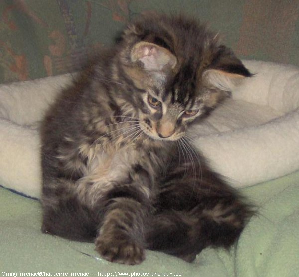 Photo de Maine coon