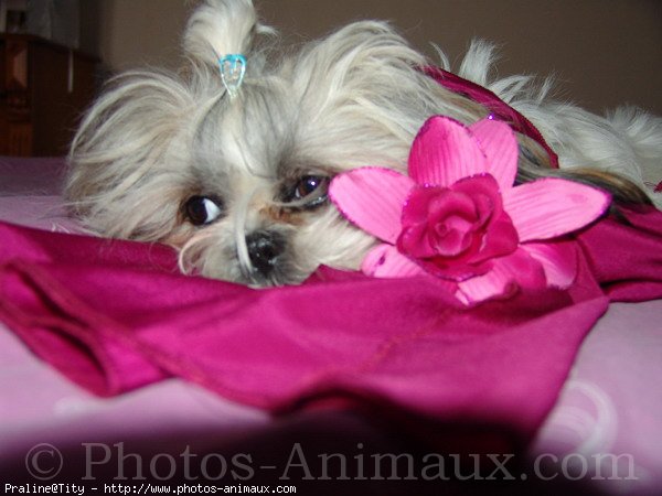 Photo de Shih tzu