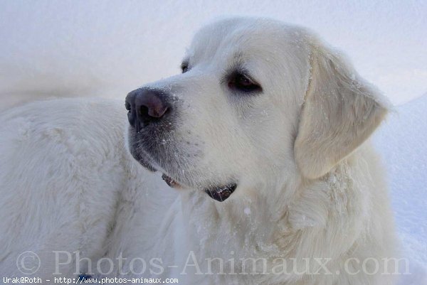 Photo de Chien de berger des tatras