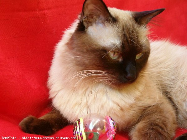 Photo de Sacr de birmanie