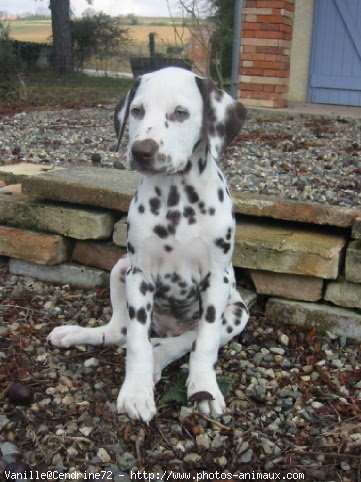 Photo de Dalmatien