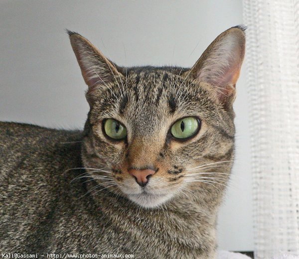 Photo d'Ocicat