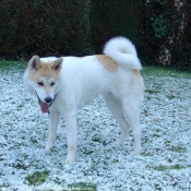 Photo d'Akita inu