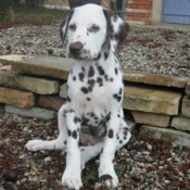 Photo de Dalmatien