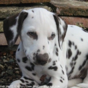 Photo de Dalmatien