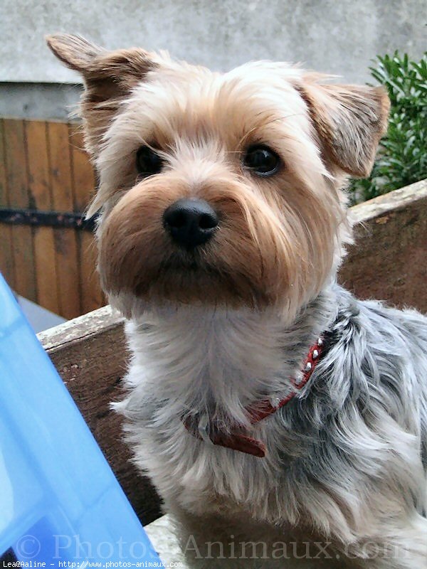 Photo de Yorkshire terrier