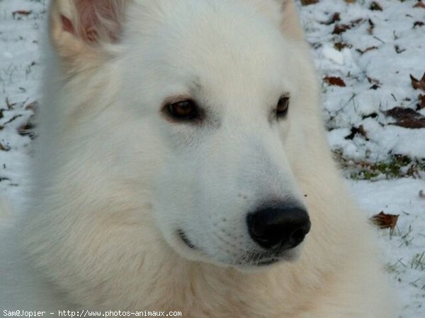 Photo de Berger blanc suisse