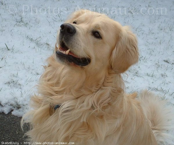 Photo de Golden retriever