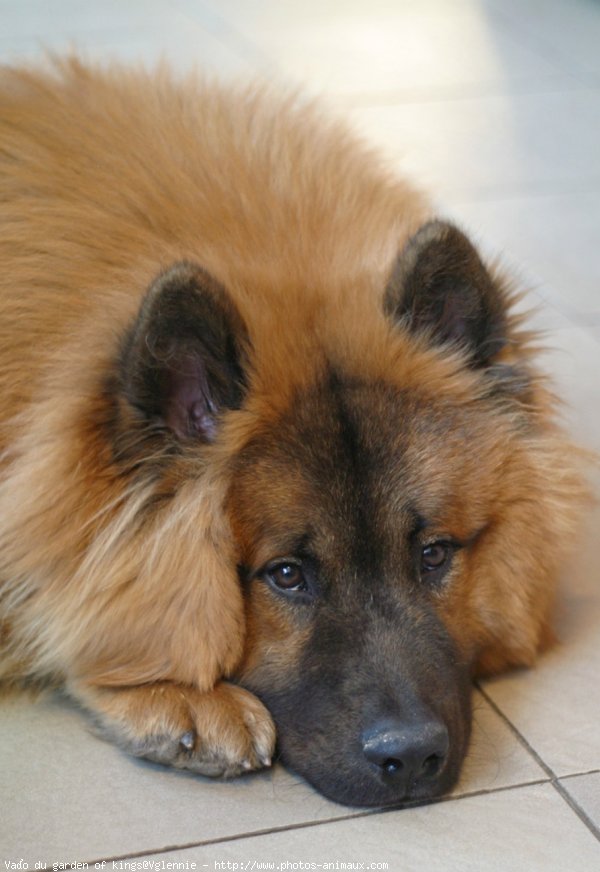 Photo d'Eurasier