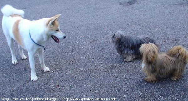 Photo de Races diffrentes