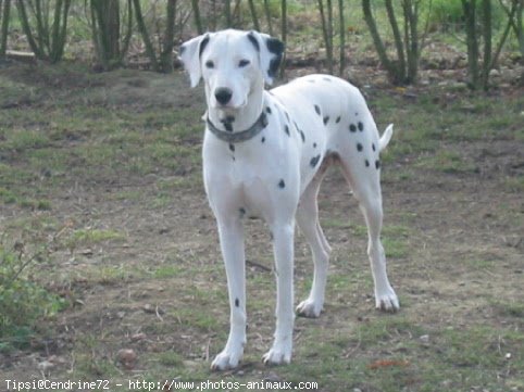 Photo de Dalmatien