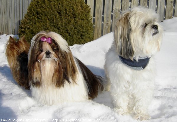 Photo de Races diffrentes