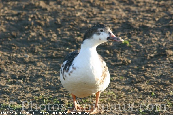 Photo de Canard