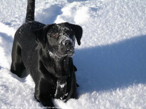 Photo de Labrador retriever