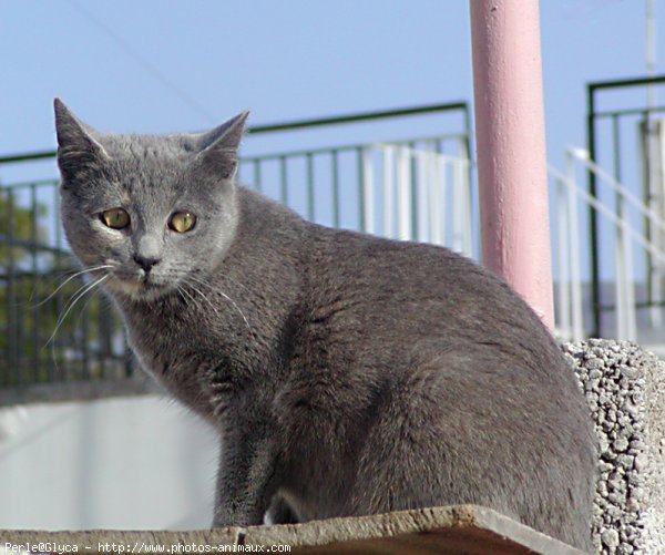 Photo de Chat domestique